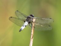 Spitzenfleck Libelle Männchen